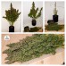 Six Shooter Auto - FastBuds